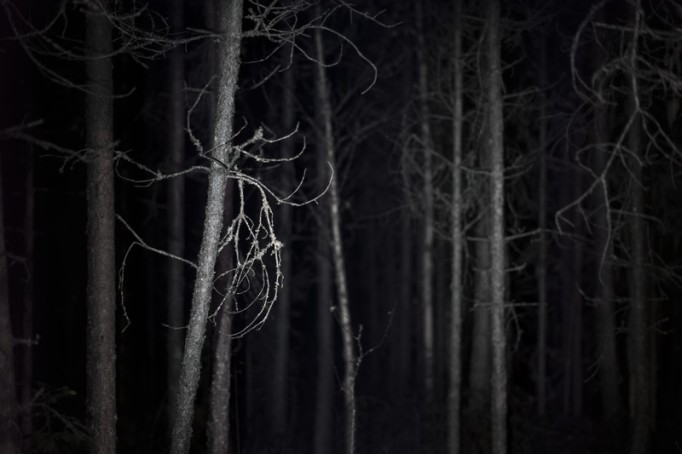 11 Dark Woods Chapter 6 Snatch Girl